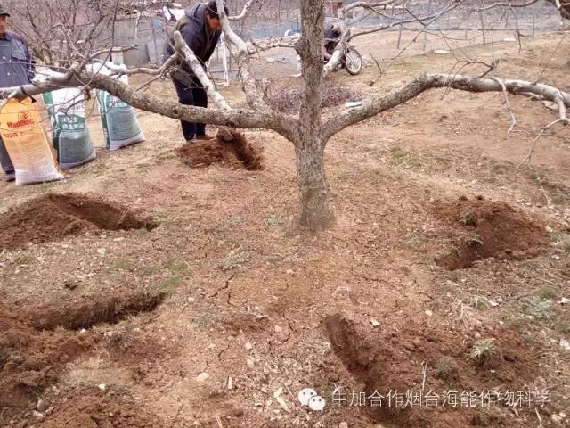 大量元素水溶肥